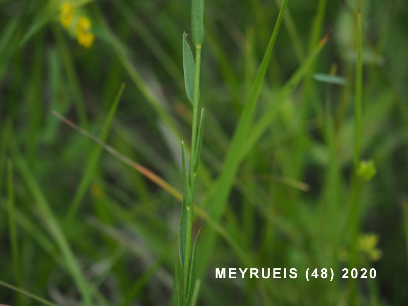 Flax, Beautiful leaf